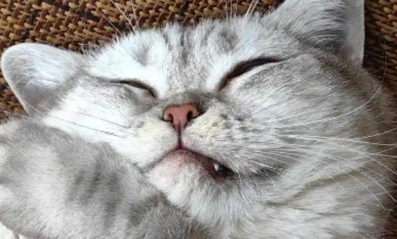 猫咪口炎吃阿莫西林管用吗 猫咪口炎吃阿莫西林管用吗