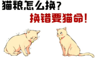 猫咪肾衰消瘦如何选择猫粮