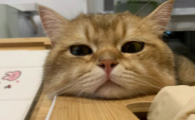 猫咪受凉了拉肚子怎么办
