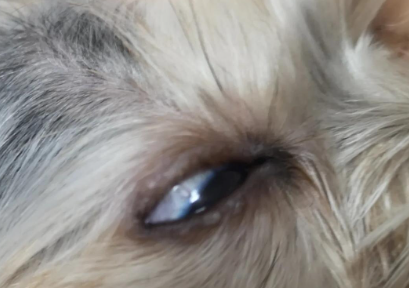 狗狗眼睛长小白点是发炎还是肿瘤？