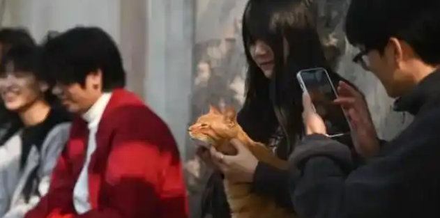 重庆流浪猫公园:治愈的是猫,更是我们这座城 重庆流浪猫公园:治愈的是猫,更是我们这座城