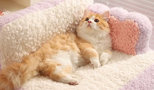 喵小元宠物猫窝可水洗吗 喵小元宠物猫窝可水洗吗
