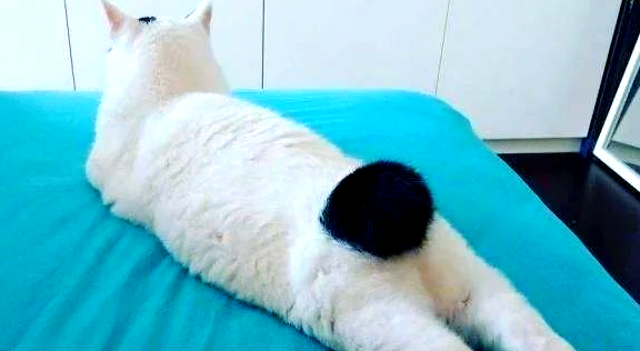 麒麟猫真的招财吗?尾巴卷起的好运密码 麒麟猫真的招财吗?尾巴卷起的好运密码