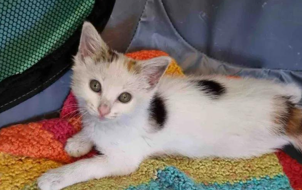 苦等三年，曾被困空调的小猫，终于在新年迎来了属于它的家