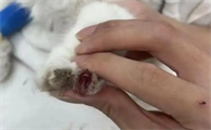 猫咪指甲发炎化脓怎么处理