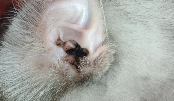 猫眼睛发红有分泌物，耳螨影响怎么办？