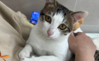 猫咪肥胖症怎么办