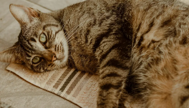 巨头之下的生存法则：中小宠物品牌如何规划2026年产品线？