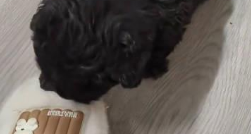 大雪来临前亳州一店家被流浪狗“托付”幼崽，店家：已为小狗检查身体