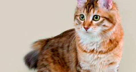 麒麟猫真的招财吗?尾巴卷起的好运密码 麒麟猫真的招财吗?尾巴卷起的好运密码