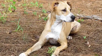 狗驱虫为什么会持续呕吐