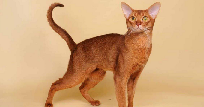 今日科普：埃及猫是不是国家保护动物？