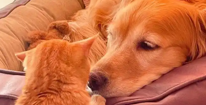 金毛示好反遭报复，被橘猫按着舔毛4小时，浑身湿透怀疑狗生