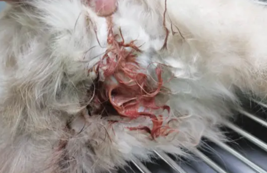母猫流分泌物但是不宫缩正常吗