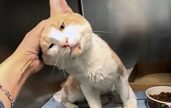 从流浪街头到称霸沙发，一只橘猫的逆袭