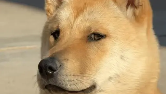 男子在网上买小土狗，没想到在养了一年后，狗狗越长越帅气了