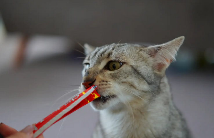 猫咪皮肤有结痂鳞屑是什么病呢