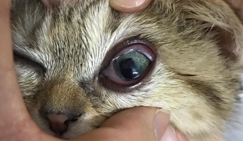 家里两只猫猫鼻支炎症状是什么样的