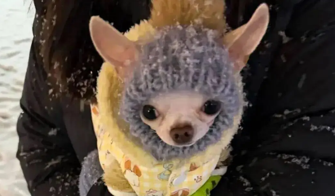 下雪天主人带吉娃娃出门尿尿,哈哈哈它的穿搭好像老婶子 下雪天主人带吉娃娃出门尿尿,哈哈哈它的穿搭好像老婶子