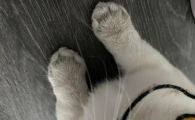 猫咪关节炎多久能好