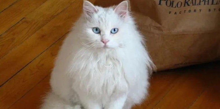 山东狮子猫难产怎么办?科学应对指南来了! 山东狮子猫难产怎么办?科学应对指南来了!