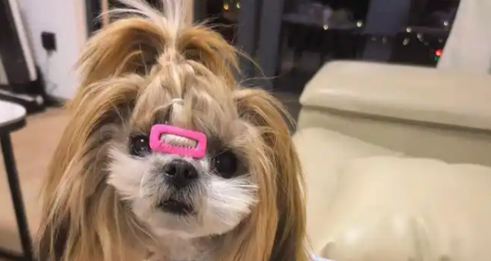 主人生病没空梳毛,两只长毛狗忠心守候,颜值潦草彻底放飞! 主人生病没空梳毛,两只长毛狗忠心守候,颜值潦草彻底放飞!