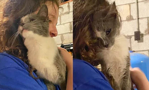 流浪猫深夜碰瓷,赖上小主人拼命求收养 流浪猫深夜碰瓷,赖上小主人拼命求收养