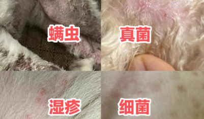 狗狗皮肤长黑斑掉毛起皮屑怎么办？