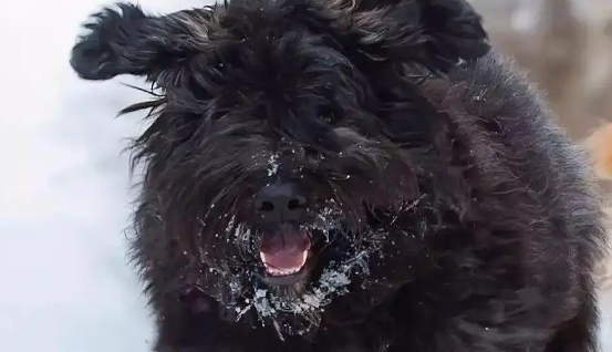 佛兰德牧牛犬怎么喂养？这几个关键要点可参考