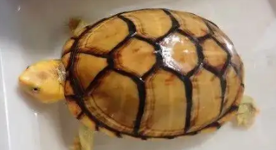 蛋龟如传闻般那样好养?龟友们表示怀疑 蛋龟如传闻般那样好养?龟友们表示怀疑