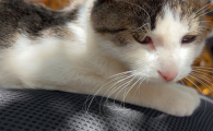 猫咪门牙被打掉了一颗该怎么办呢