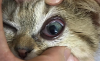 家里两只猫猫鼻支炎症状是什么样的