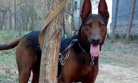 莱州红犬纯种怎么辨认?看细节不踩坑! 莱州红犬纯种怎么辨认?看细节不踩坑!