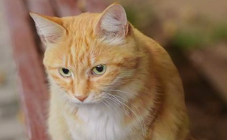 橘猫抑郁不吃不喝怎么办