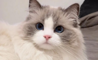 猫大肠杆菌超标如何处理