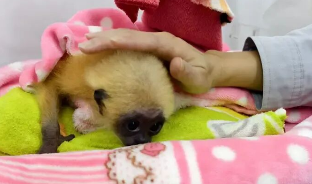 御寒也有“十八般武艺”！南宁动物园居民“花式过冬