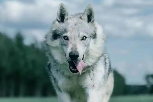 外表是狼,心里是狗?捷克狼犬优缺点全解析 外表是狼,心里是狗?捷克狼犬优缺点全解析