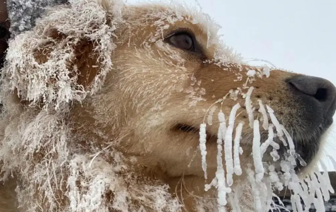 妹子带大金毛去爬雪山，结果…狗：其实你不必干啥都带上我