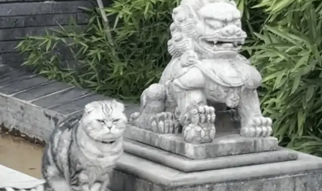 网友说她家的小猫能镇宅站岗，还真的是镇宅“石喵”