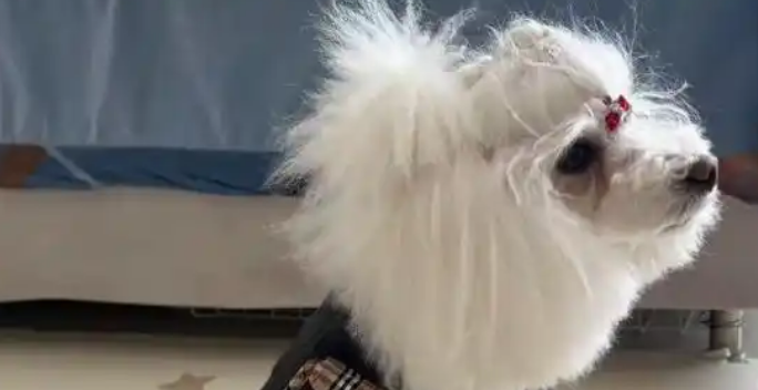 寒潮催生“它”经济,长沙宠物冬装搜索量暴增250% 寒潮催生“它”经济,长沙宠物冬装搜索量暴增250%