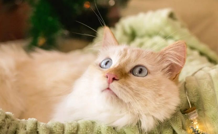 猫咪局部脱毛严重是什么原因