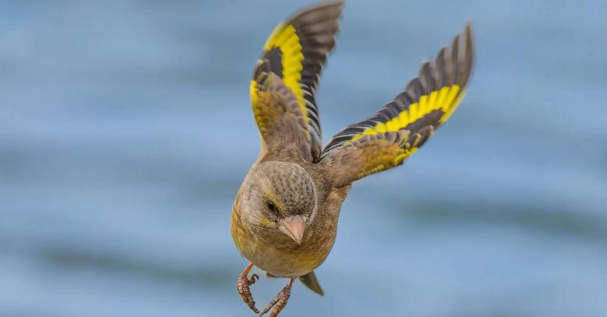 金翅雀的价格，想知道的来看看！