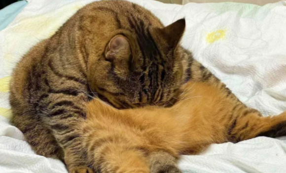 猫咪呼吸道感染会自愈吗 猫咪呼吸道感染会自愈吗