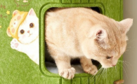 曼乐兔树洞猫窝耐抓吗