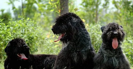 佛兰德牧牛犬需要怎么教？这五点要牢记！