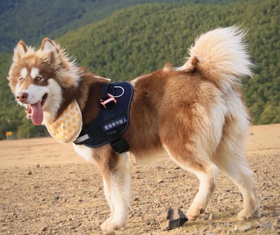 两个月大的狗狗不吃东西怎么办