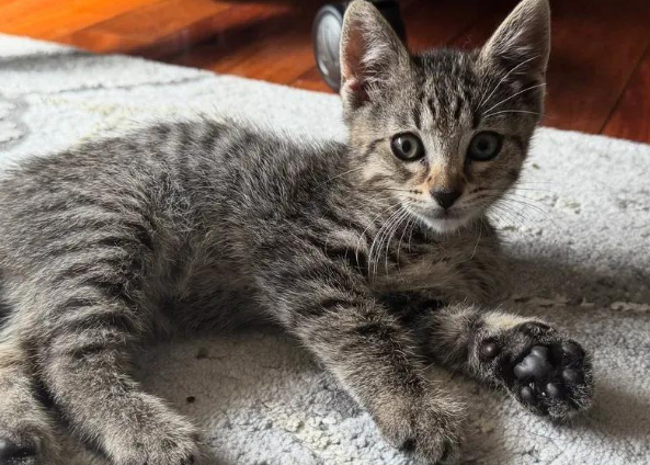 救助小猫却意外发现猫妈,母子相依为命,喜提亲子豪华套餐 救助小猫却意外发现猫妈,母子相依为命,喜提亲子豪华套餐