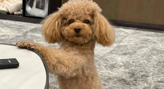 网友家狗子伸懒腰姿势特别妖娆，我一看…它在诱惑我