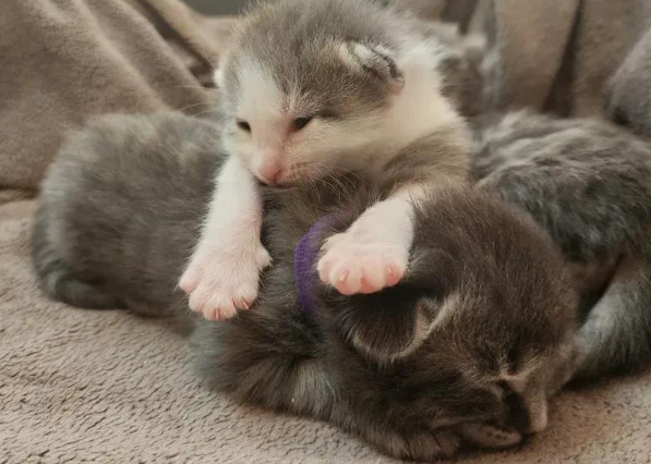 流浪猫妈闯入办公楼产子，爱心接力萌宝降临