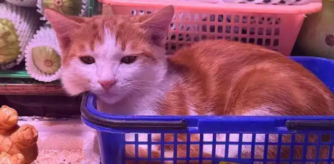 铲屎官临时离开，猫咪紧张看店，偏偏遇上“难缠”小姐姐……